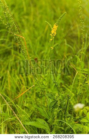 Agrimonia Eupatoria, Common Agrimony, Church Steeples Or Sticklewort Yellow Flower From A Multitude