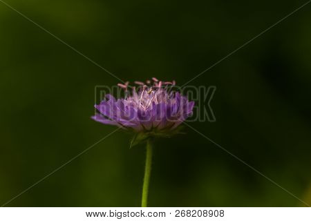 Scabiosa Triandra, Scabiosa, Scabious, Pincushion Flowers, Purple Flower Close-up On A Field On A Gr