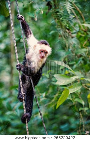 Primate Animal Or Monkey Hanging On Cable In Rainforest Of Honduras On Sunny Summer Day On Green Nat
