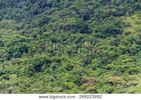 Jungle Near Trindade Village Near Paraty, Rio De Janeiro State, Brazil.