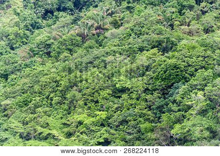 Jungle Near Trindade Village Near Paraty, Rio De Janeiro State, Brazil.
