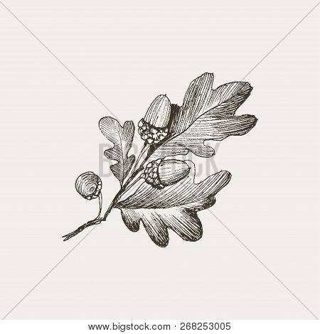 Engraving Oak Acorn Isolated On Creme Background. Detailed Vector Illustration Of Hand Drawn Autumn 