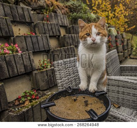 Red Cat In Garden In Autumn Morning