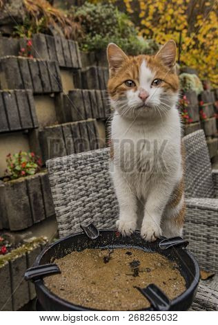 Red Cat In Garden In Autumn Morning