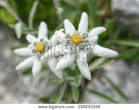 Edelweiss Beautiful Mountain Flower. Scientific Name - Leontopodium Alpinum