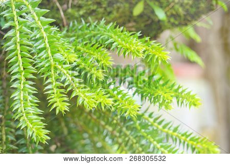 Huperzia Squarrosa Ferns In The Garden, Thailand