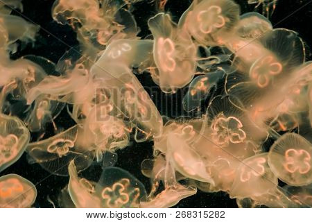 Group Of Common Moon Jellyfish Swimming And Glowing Light In The Dark Ocean In White Yellow Orange C