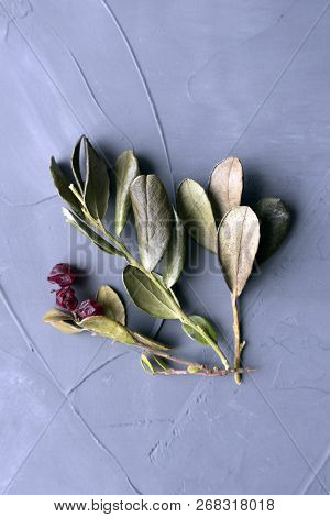 Dried Lingon Sprig Close-up On Gray Background