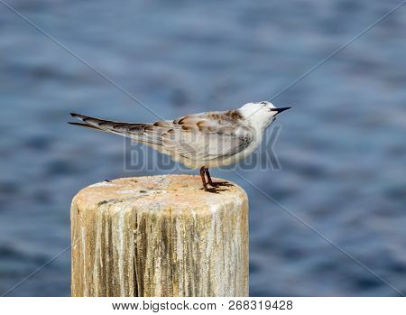 Dunlin Sitting And Looking For Prey On A Tree Stump Sticking Out Of The Water In The Hula Lake Natur