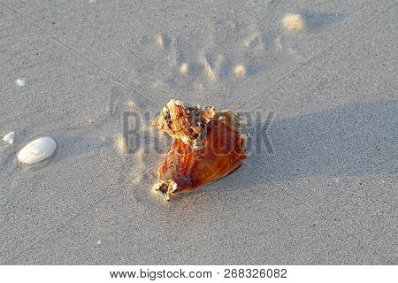 Predatory Apple Murex Snail (phyllonotus Pomum) Attacking And Eating A Florida Fighting Conch (strom