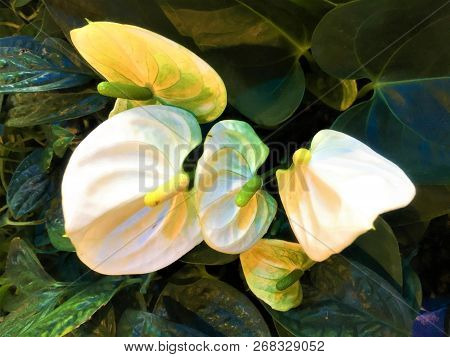White Flamingo Flower And Leaf Are Background.