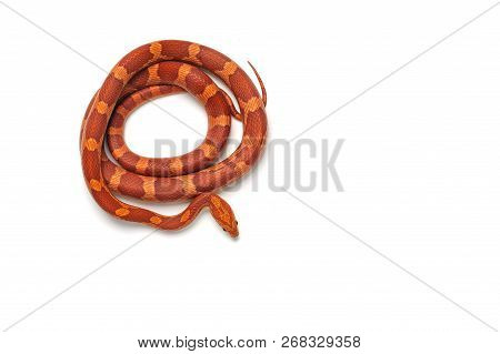 Maro Corn Snake Isolated On White Background