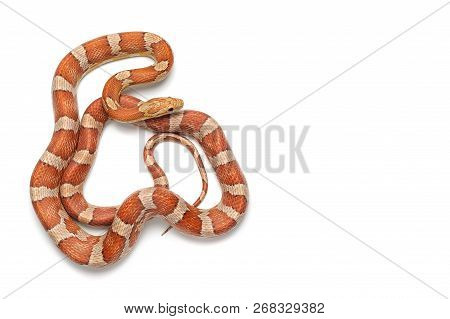 Maro Corn Snake Isolated On White Background