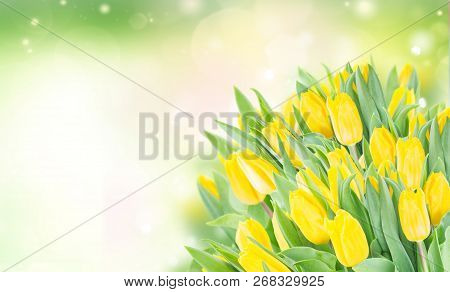 Spring Bright Yellow Tulips In Garden On Green Bokeh Background