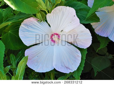 White Hibiscus Flower With Five Large Petals