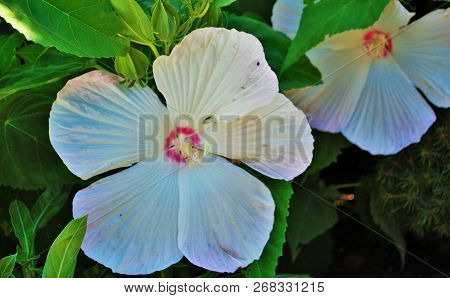 White Hibiscus Flower With Five Large Petals