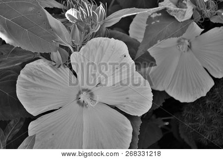 White Hibiscus Flower With Five Large Petals