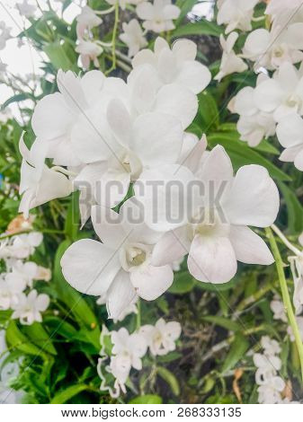 Beautiful White Phalaenopsis  (aeridinae) Orchid Flowers. Tropical, Vintage, Wedding, Winter
