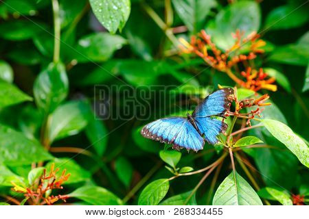 A Shallow Focus Closup Image Of A Beautiful Butterfly