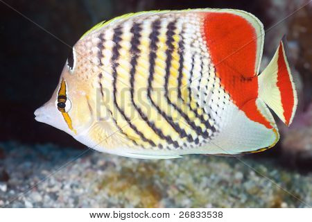 Reef fish Eritrean butterflyfish
