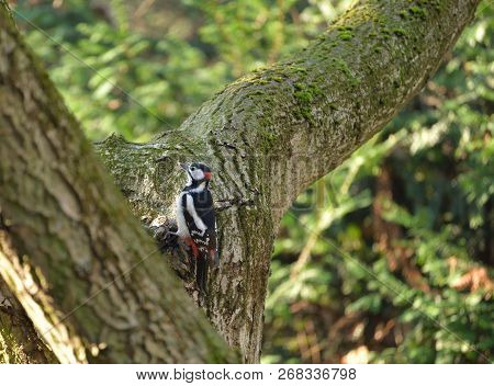 Great Spotted Woodpecker (dendrocopos Major) Somwhere In Poland.