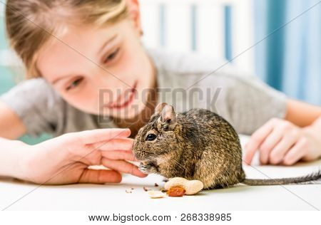 Young girl observe the degu squirrel eats nuts on white table