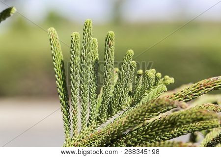 Foliage Of A Norfolk Pine