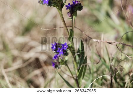 Flowers Of The Bugloss Anchusa Affinis