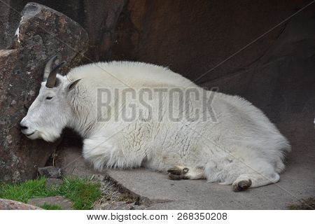 A White Mountain Goat In A Zoo