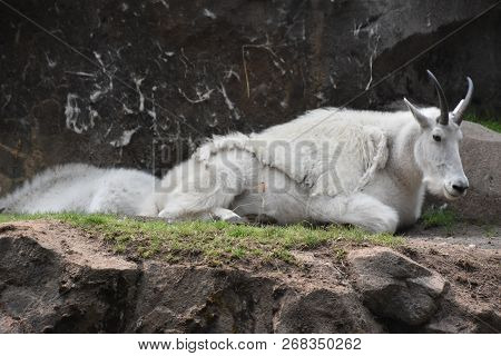 A White Mountain Goat In A Zoo
