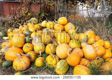 A Large Pile Of Pumpkins In The Village Yard, Rural Industry, Harvesting