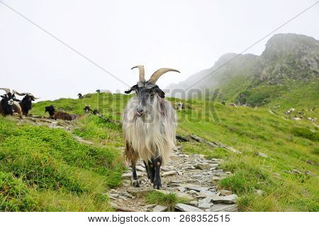 Goats grazing under the mount of Soum de Matte in the Pyrenees mountain. France.