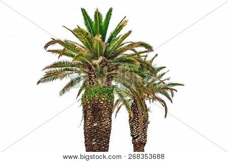 Coconut Palm Trees Isolated On White Background.