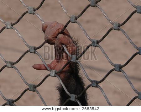 Monkey: V kleci, ze svoboda