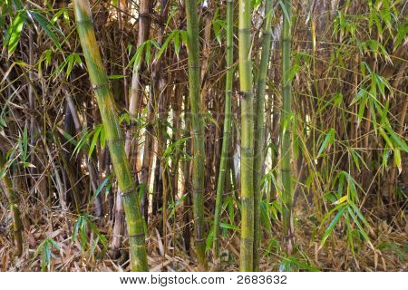 Floresta de bambu