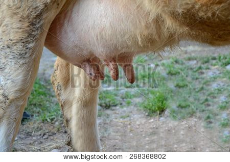 Dirty Cow's Udder. Close Up View ,