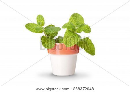 Mint Isolated On White Background. Peppermint. Mentha Rotundifolia