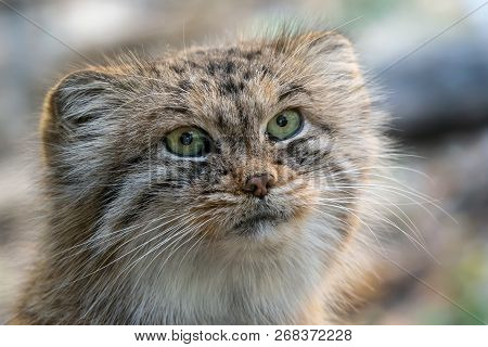 Manul Or Pallas's Cat, Otocolobus Manul, Cute Wild Cat From Asia.