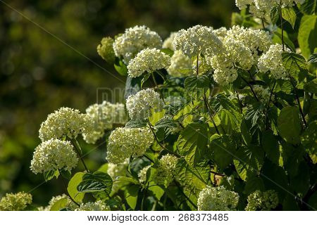 Flowering Shrub. Shrub With White Flowers. White Flowering Bush On Green Field. Closeup Of Bush. Flo