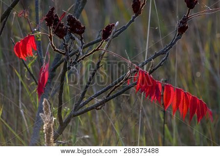 Colorful Vibrant Leaves On A Sumac Plant During The Autumn Season In Latvia. Sumac With Red  Leaves.
