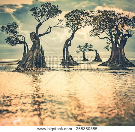 Mangrove trees silhouettes, sunset rays. Water shadow. Amazing scene the bright sunset over the mangroves. Sumba island, Indonesia. Ideal background for various illustrations, collages, digital media.