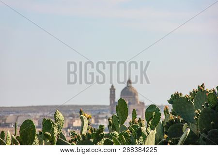 Big Cactus Prickly Pear With Yellow Flower On Blurred Background With Old Church With High Dome On G