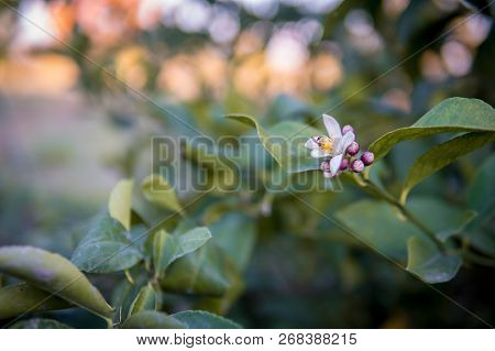 Branch Of A Lemon Tree With Blossom On A Lemon Tree.