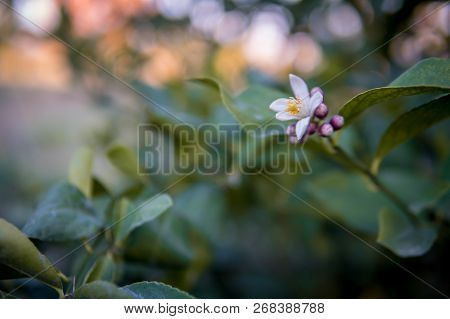 Branch Of A Lemon Tree With Blossom On A Lemon Tree.