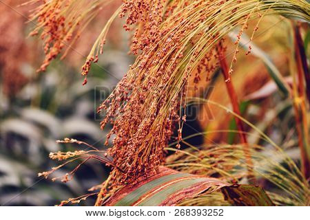 Cultivated Proso Millet In Agricultural Field, Close Up