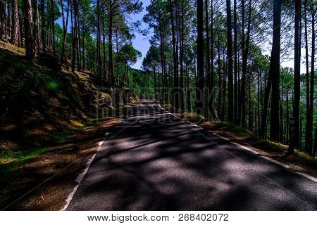 Empty Road In Pines Tree Forest In Himalayas - Sankri Range, Uttrakhand, India