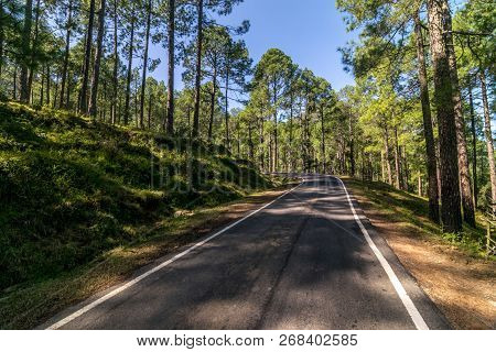 Empty Road In Pines Tree Forest In Himalayas - Sankri Range, Uttrakhand, India