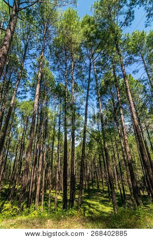 Pines Tree Forest In Sankri Range, Uttarakhand