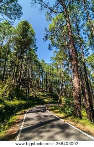 Empty Road In Pines Tree Forest In Himalayas - Sankri Range, Uttrakhand, India