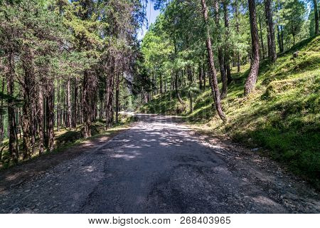 Empty Road In Pines Tree Forest In Himalayas - Sankri Range, Uttrakhand, India